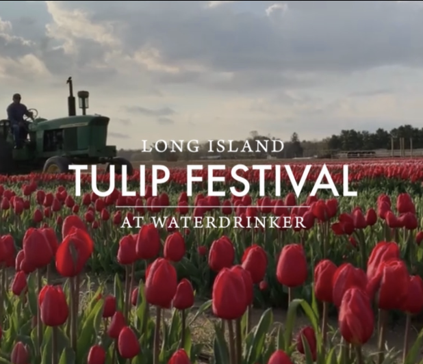 Long Island Tulip Festival At Water Drinker